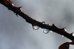 水滴の中の太陽