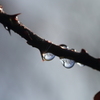 水滴の中の太陽