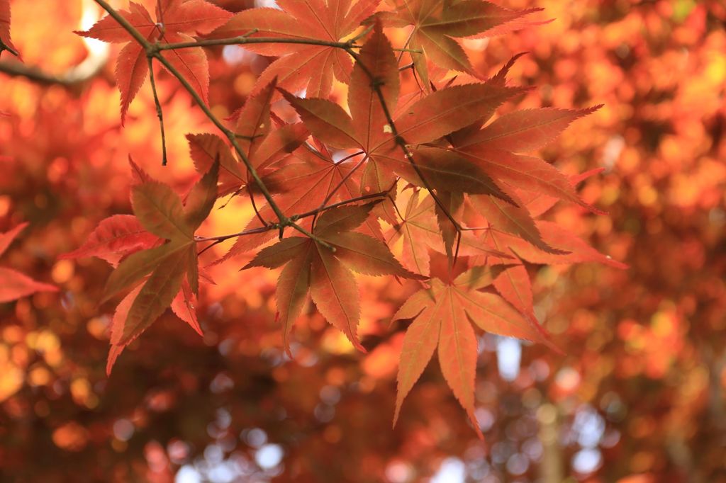 紅葉迷彩