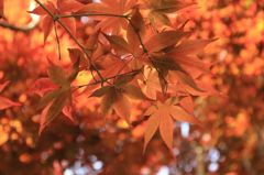 紅葉迷彩
