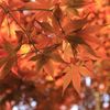紅葉迷彩