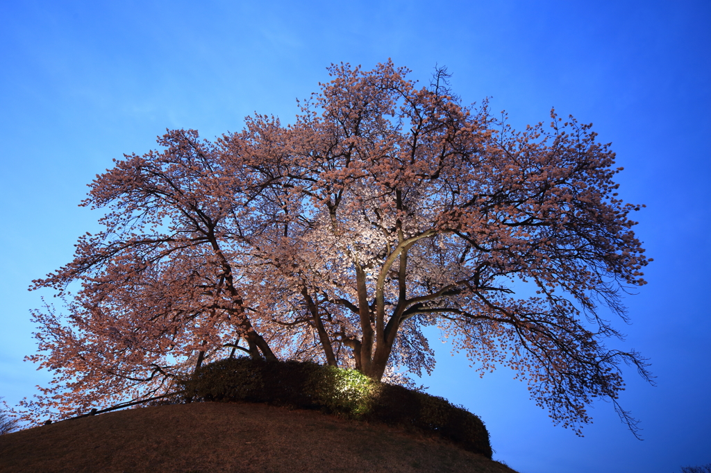 シンボル桜