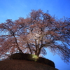 シンボル桜