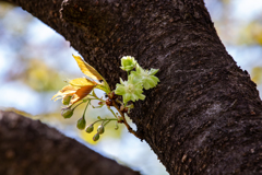 緑色の桜