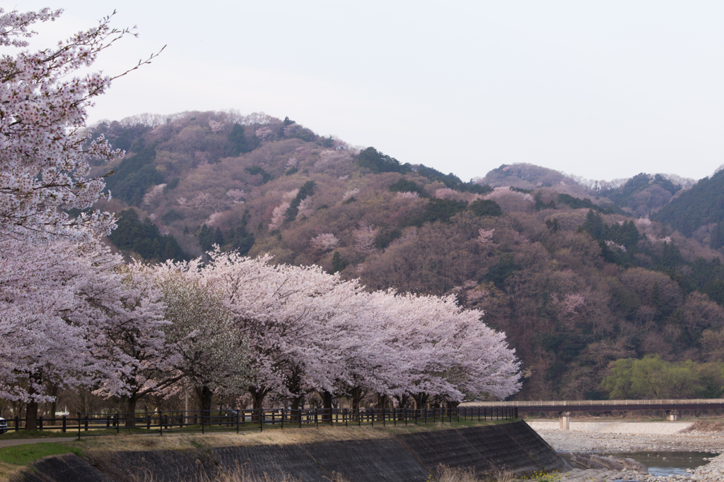 色づく山