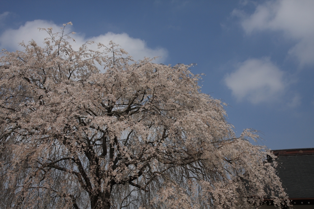 桜004