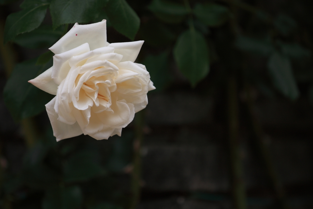 薔薇02