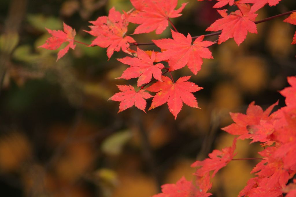 大芦川にて