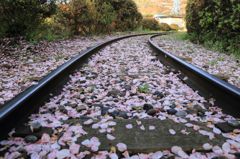 線路に散る桜