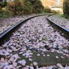 線路に散る桜