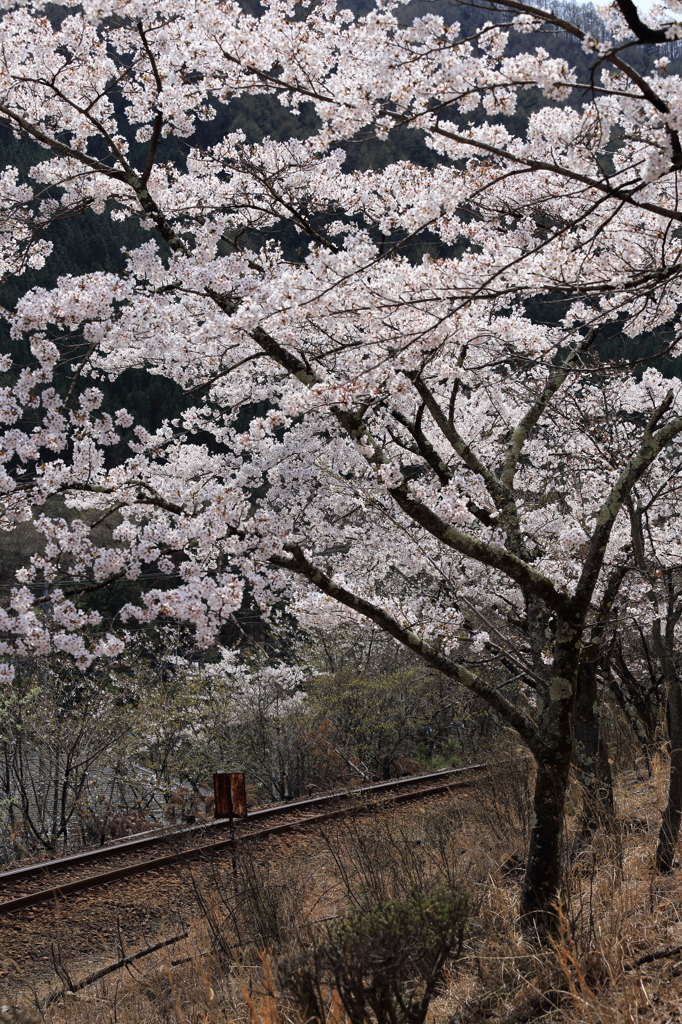 桜とレール