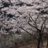 桜とレール