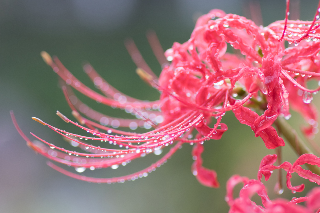 雨の朝