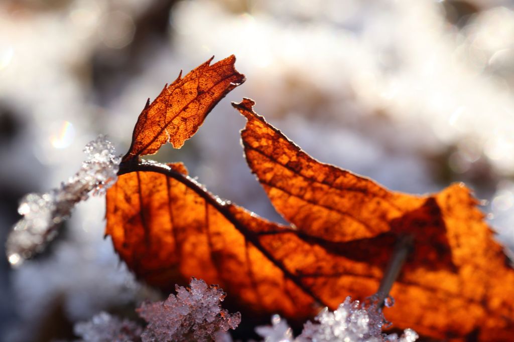 霜と落ち葉