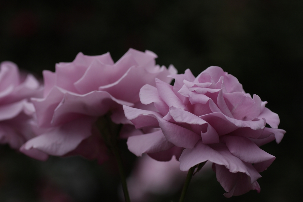 薔薇01