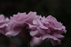 薔薇01
