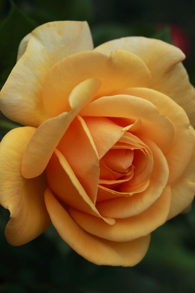Yellow　Edge