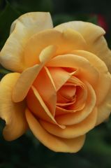 Yellow　Edge