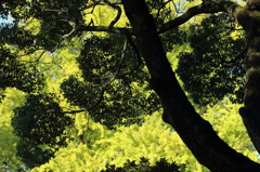 常緑樹