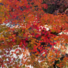 紅葉の絨毯