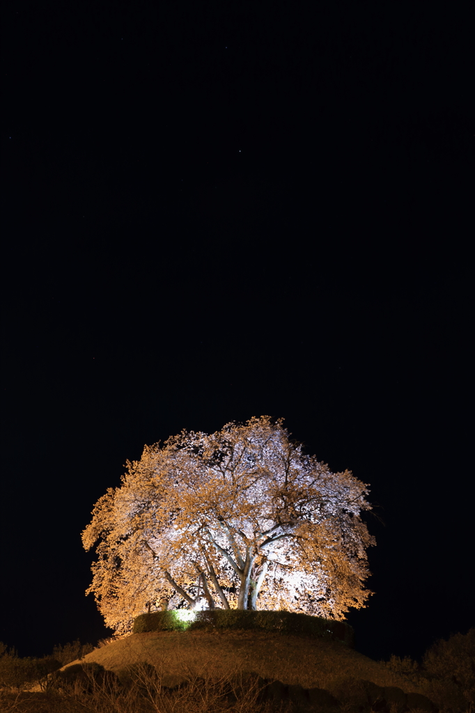 漆黒の桜