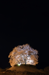 漆黒の桜