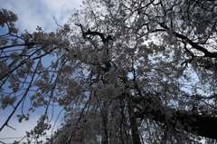 桜002
