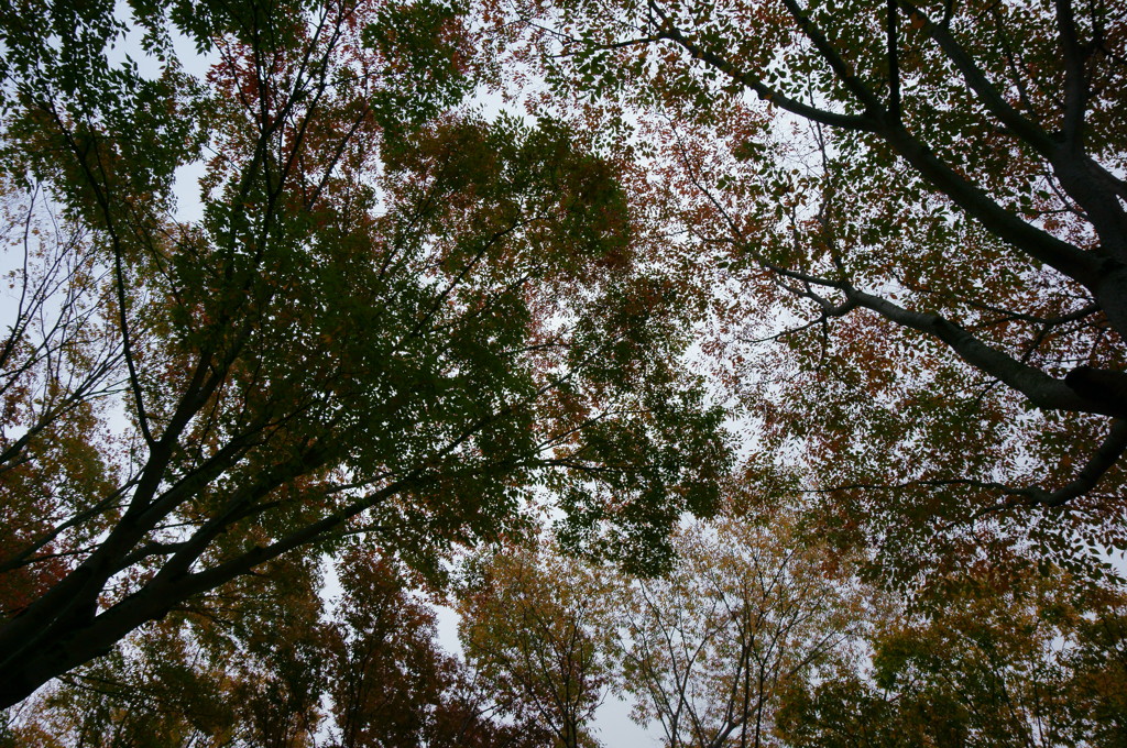 点描画風の紅葉