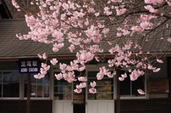 桜・駅002