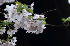 清楚
