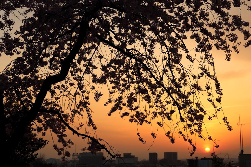 夕焼け桜