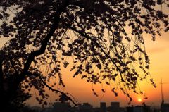 夕焼け桜