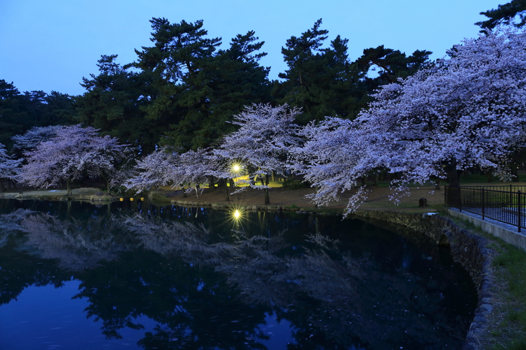 早朝の公園