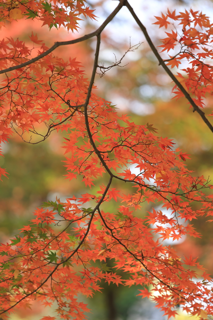 優しい紅