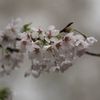 春雨に濡れる