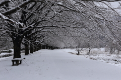 雪並木