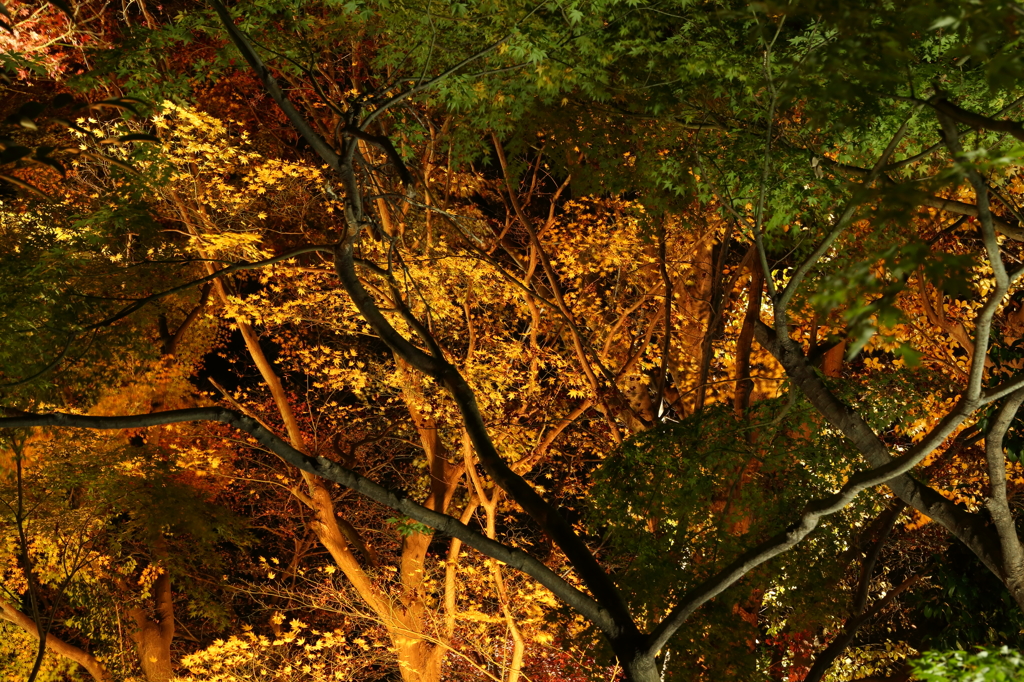 夜の紅葉