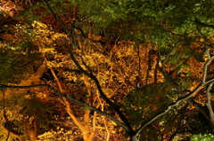 夜の紅葉