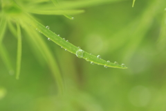 雨滴
