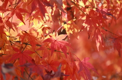 飽和する紅葉