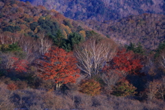 八方ヶ原の紅葉