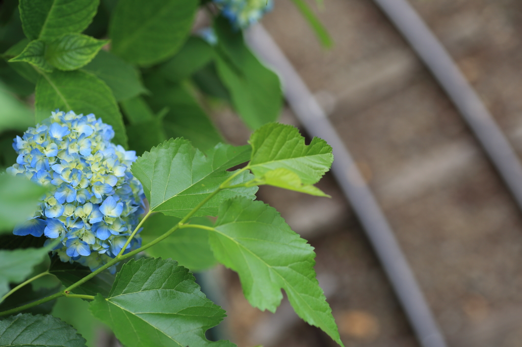 紫陽花