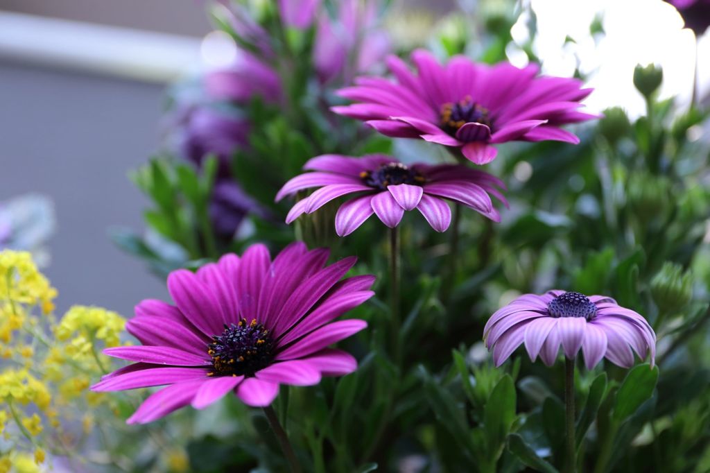 紫の花