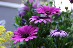 紫の花