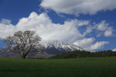 小岩井農場の一本桜
