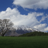 小岩井農場の一本桜