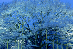 淡墨桜