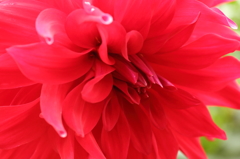 柔らかい紅の花