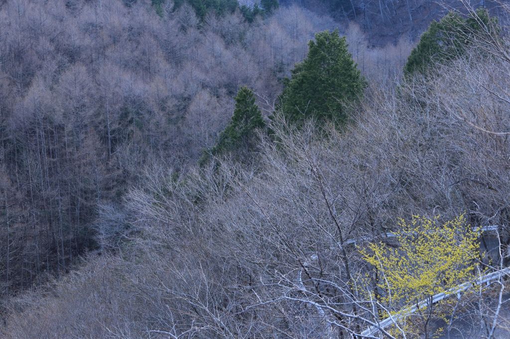 山中の春