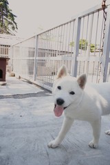犬その２